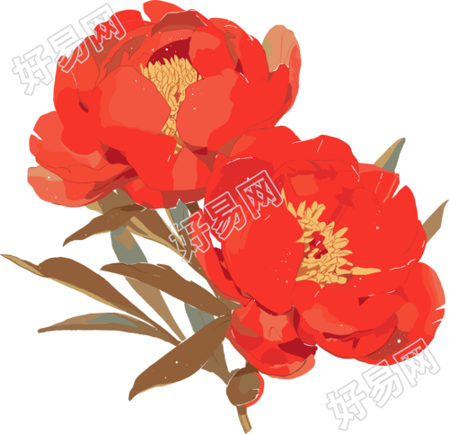 红牡丹高清插画