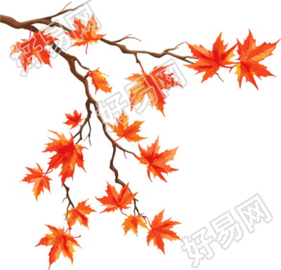秋日枫叶插图