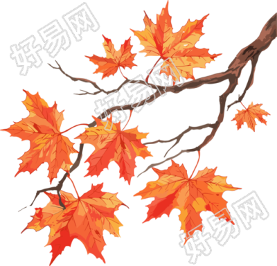 秋日枫叶透明背景素材