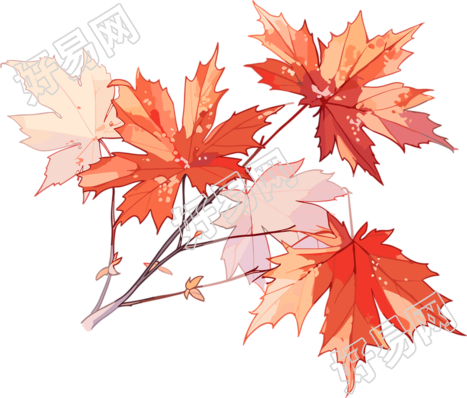 秋日枫叶简约插画