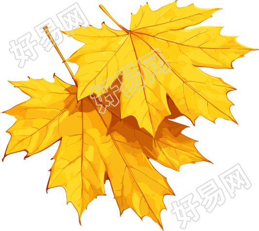 秋日枫叶商用插图