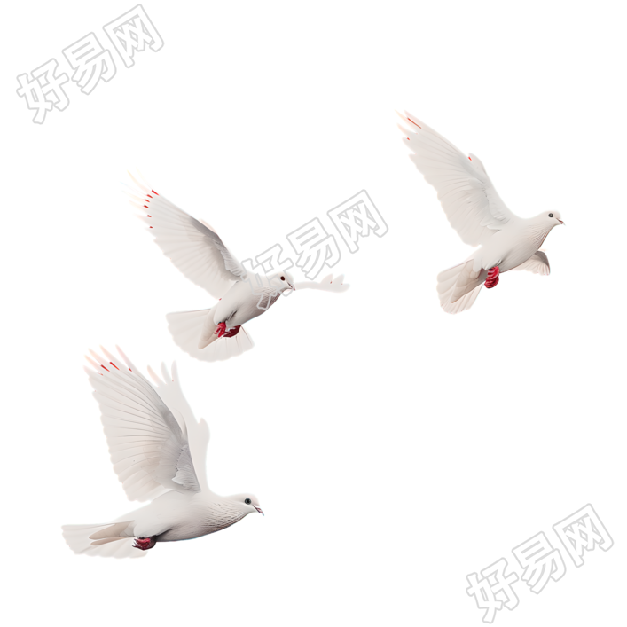 白鸽简洁插图