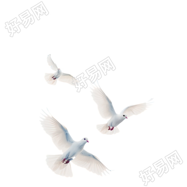 白鸽简约风格插图