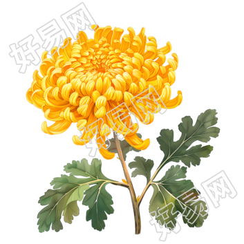 国风菊花元素