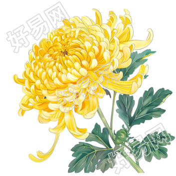 国风菊花素材