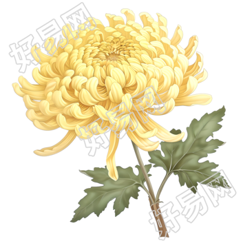 国风菊花插画