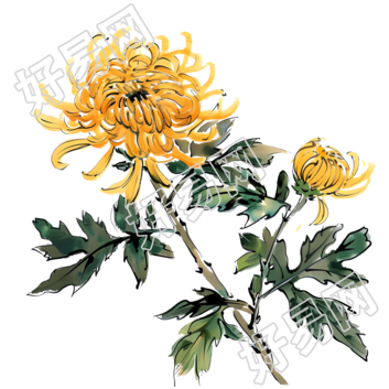国风菊花创意设计元素
