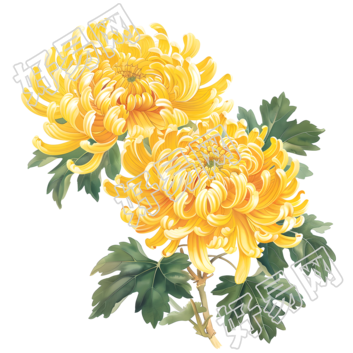 国风菊花插画素材