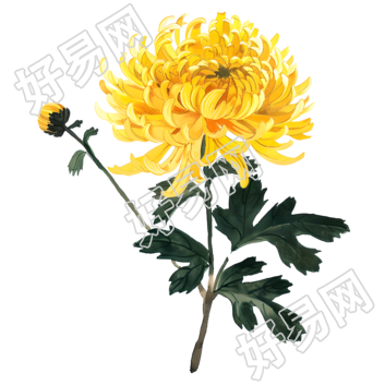 国风菊花美丽插画