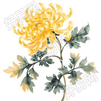 国风菊花手绘插画