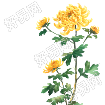 国风菊花PNG插图