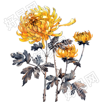 国风菊花商用插画