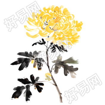国风菊花透明背景素材