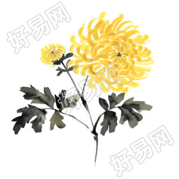 国风菊花商业设计插画