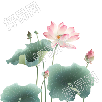水墨荷花插图