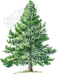 青松树高清图形设计元素