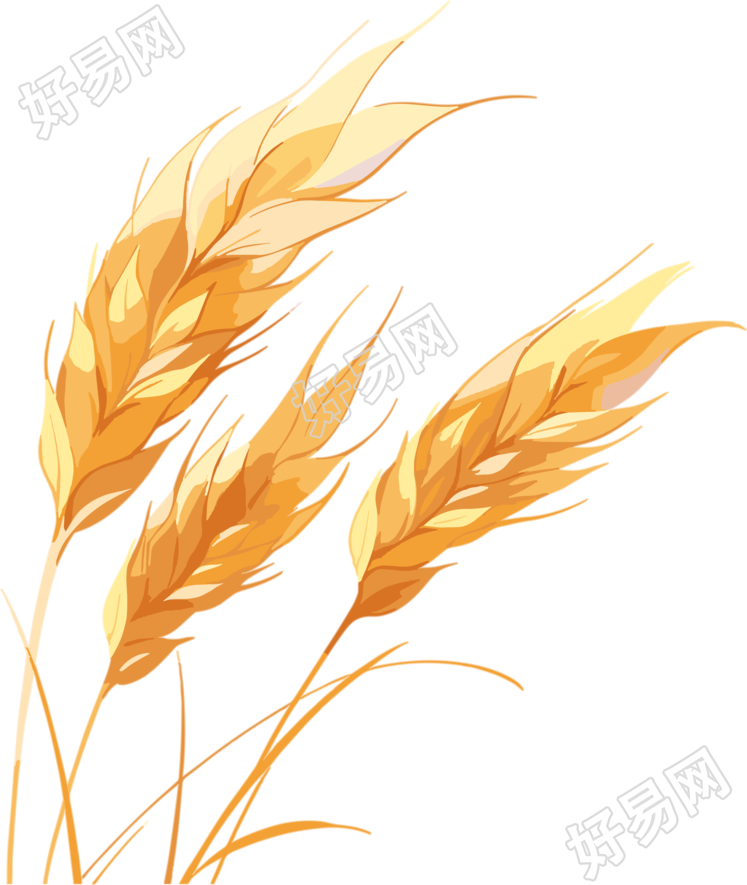 麦穗设计插画