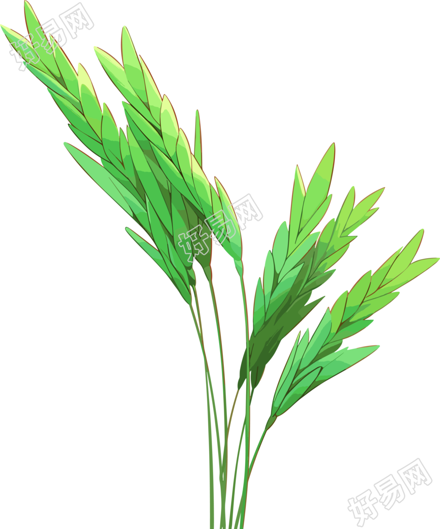 麦穗可商用素材