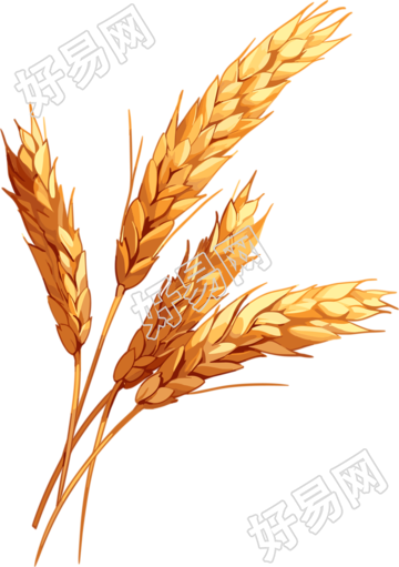 麦穗高清品质插图