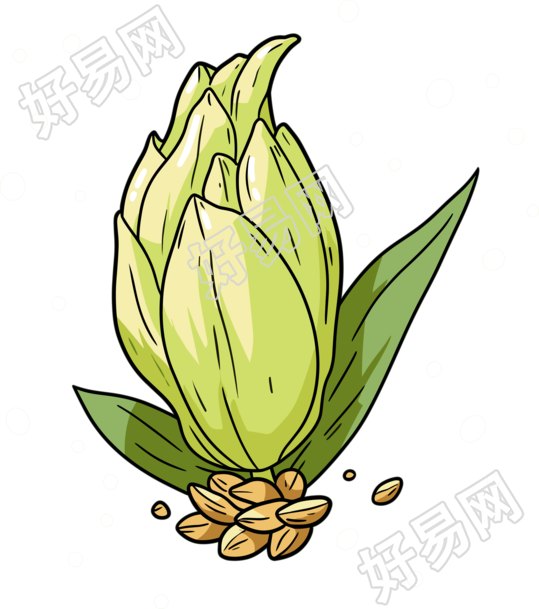 种子高清图形插画