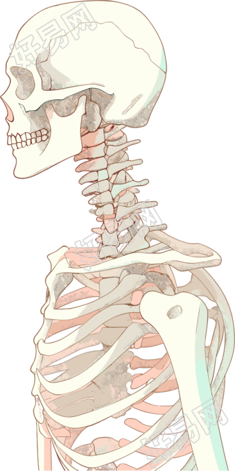 人体骨架手绘插图素材