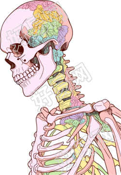 人体骨架高清插画设计素材