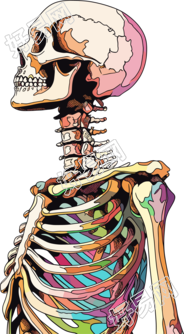 人体骨架素材
