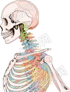 人体骨架手绘医学插画