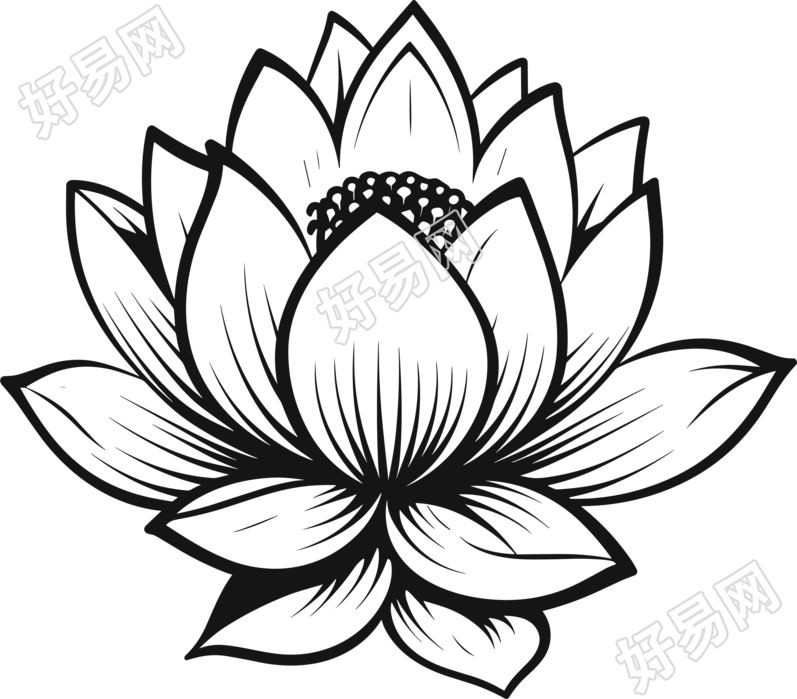 荷花简笔画大全