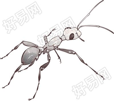蚂蚁卡通可商用PNG素材