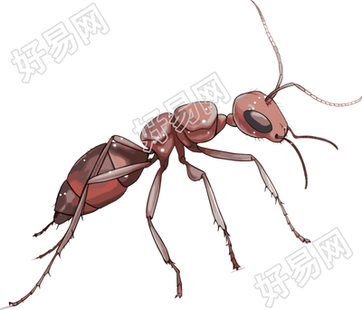 蚂蚁卡通商业设计元素