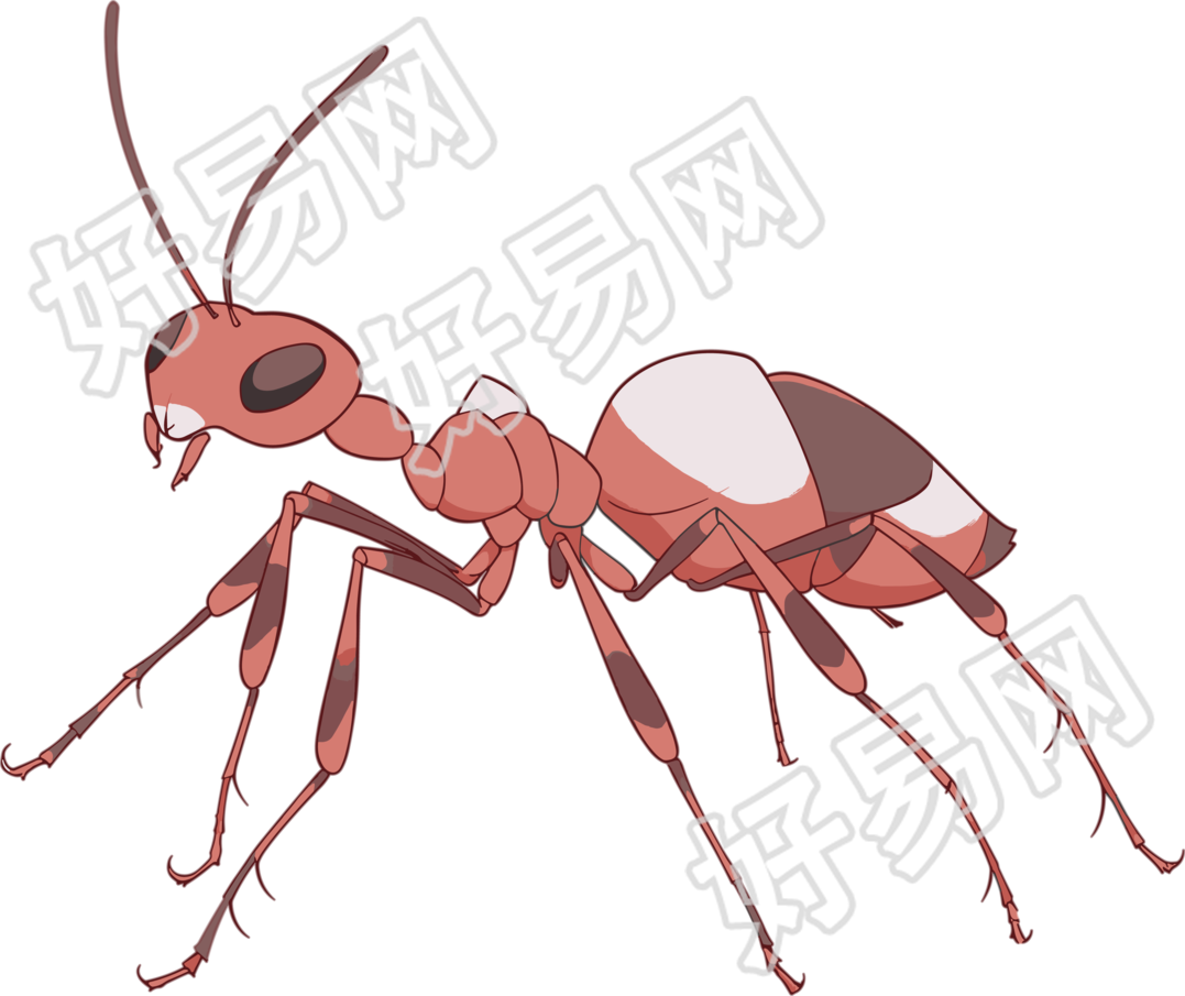 蚂蚁卡通透明背景插图