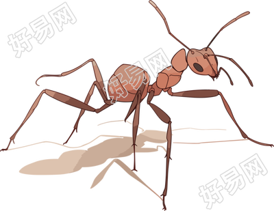 蚂蚁卡通高清插图