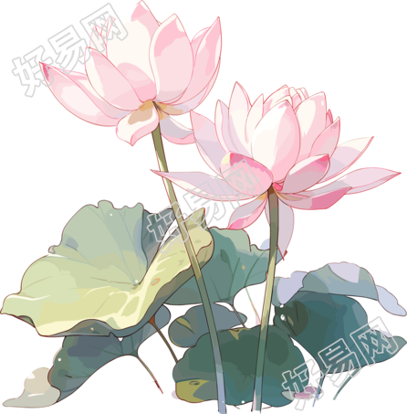 莲花透明背景插画