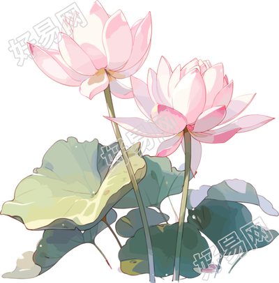 莲花透明背景插画