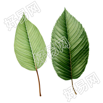 树叶精美插画设计素材