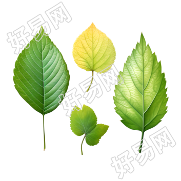树叶精美插图素材