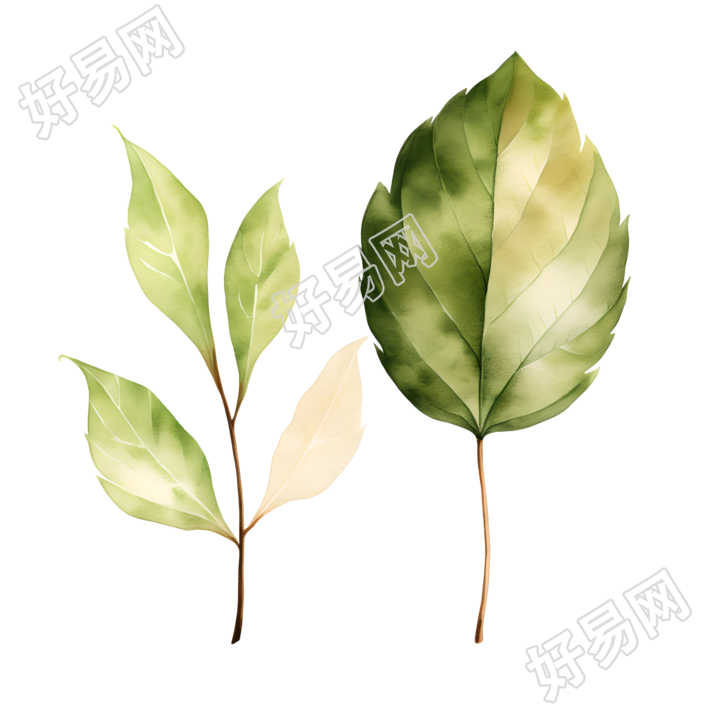 树叶透明背景插画设计