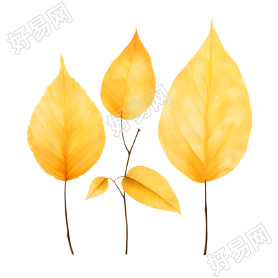 树叶PNG透明背景插画