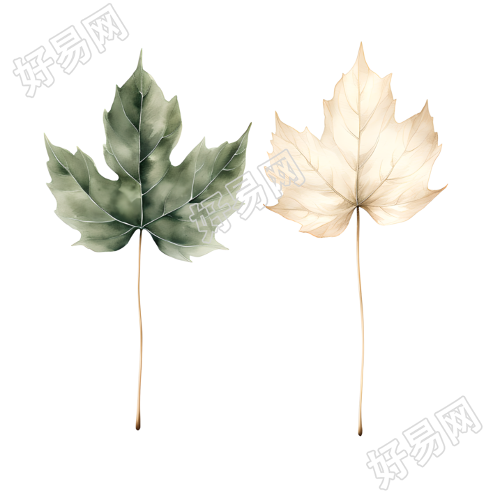 树叶清新简约插图