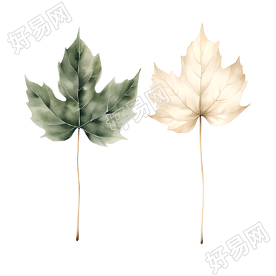 树叶清新简约插图