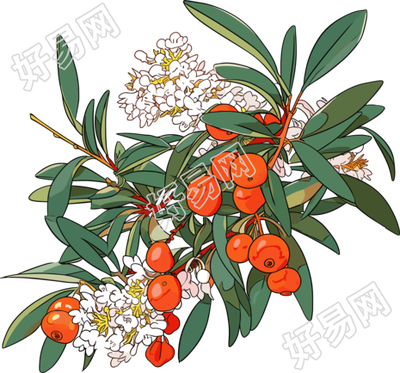 中草药高清设计素材