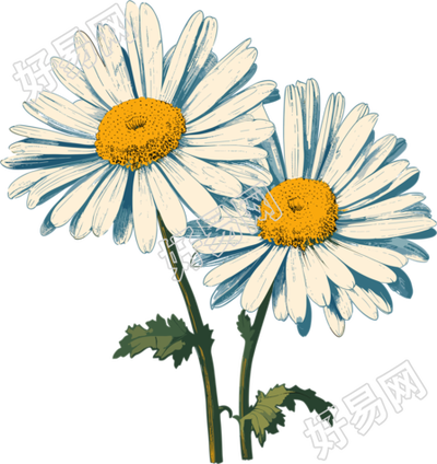 小雏菊设计元素