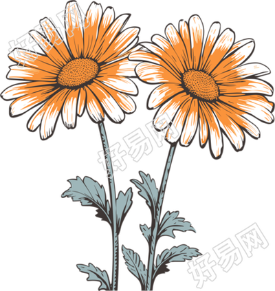 小雏菊透明背景插画