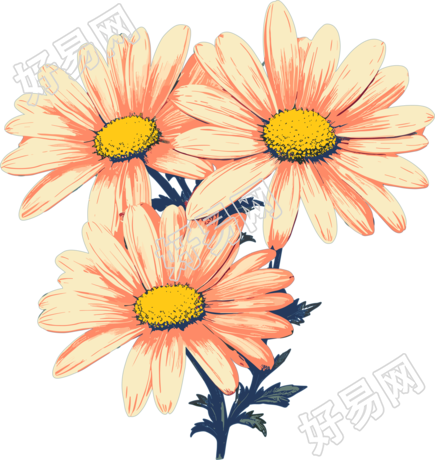 小雏菊商业插图设计