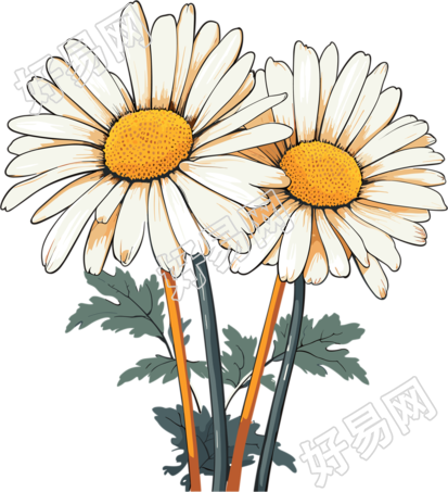 小雏菊创意设计插图
