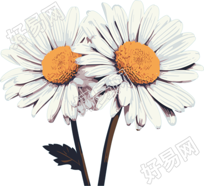 小雏菊高清图形素材