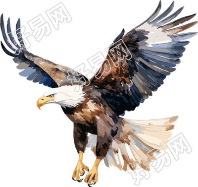 老鹰水彩插画素材
