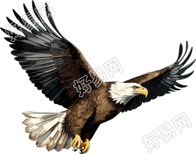 老鹰商业设计灵感插画