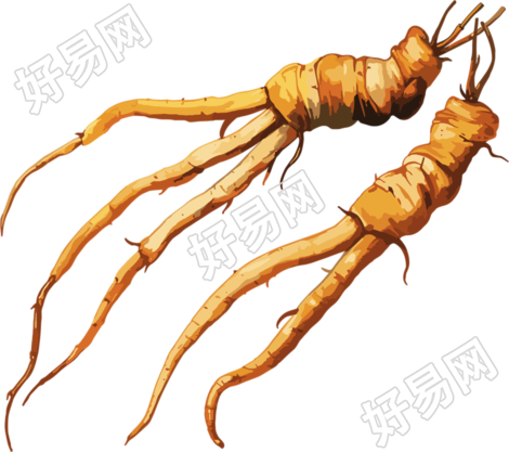 冬虫夏草商用插画